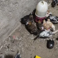 ویاندوت واپنزلر|حیوانات مزرعه|بهشهر, |دیوار