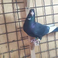 کبوتر پلنگ.انگل.پاکسازی|پرنده|رفسنجان, |دیوار