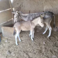 خر ماچکی با کره الاغ ماده|حیوانات مزرعه|قم, بیست متری ولیعصر|دیوار