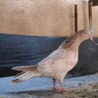 کفتر جوجه طلایی خوش رنگ