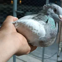 پرنده|پرنده|فسا, |دیوار