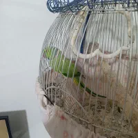طوطی ملنگو
