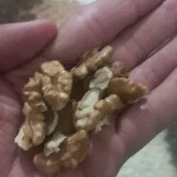 غذا|حراج|پیر سلیمان, |دیوار