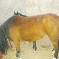 اسب و کره اسب