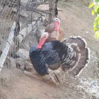 بوقلمون بوقلمون بوقلمون|حیوانات مزرعه|مرند, |دیوار