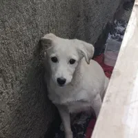 واگذاری سگ اشتیپز