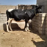 گاو ابستن