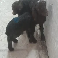 بره شیری