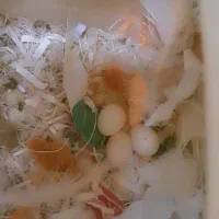 یه جفت فنچ نرگسی مولد|پرنده|تهران, علم و صنعت|دیوار