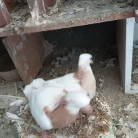 کبوتر|پرنده|یزد, |دیوار