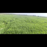 زمین-ابی-کشاورزی