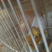 قناری موزائیکی و ردفاکتور|پرنده|مشهد, حسین‌آباد|دیوار