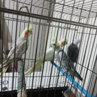 فروش عروس هلندی|پرنده|خوی, |دیوار