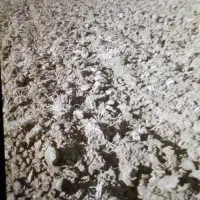 اجاره زمین کشاورزی