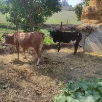 گاو با گوساله نر