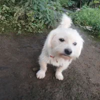 میکس مالتیز/اسپیتز .سگ پشمالو،بسیار مهربان و خانگی|سگ|چابکسر, |دیوار