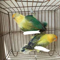 کوتوله پاربلو اوپلاین یووینگ عروس سالن قفس قناری|پرنده|تهران, آرژانتین|دیوار