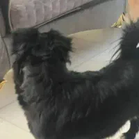 سگ پا کوتاه ۲ تا هستن