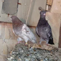 دوتاگرفتنی