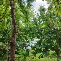 فروش باغچه یا تهاتر ملک در قم|فروش خانه و ویلا|خلجستان, |دیوار