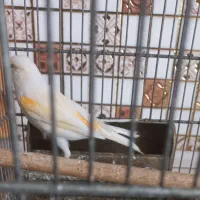 قناری ماده اماده