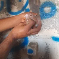 کبوتر رنگی|حیوانات|اهواز, اهواز|دیوار