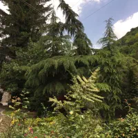 ماهانه  دو خواب دوبلکس باغچه|اجارهٔ خانه و ویلا|کلاردشت, |دیوار