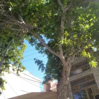 خریدچوب هرنوع چوبی