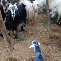 5عدد بز|حیوانات مزرعه|رامهرمز, |دیوار