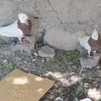 طوقی معاوضه با مرغ عشق
