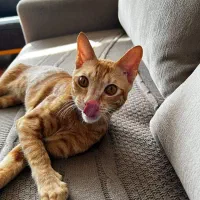 واگذاری رایگان گربه DSH در بندرعباس|گربه|بندرعباس, |دیوار