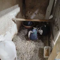 ..کفترسینه ای