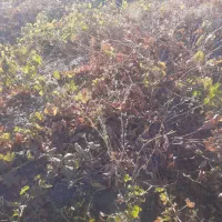 ونگ انگور درجه ۱