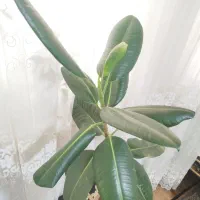 گل فیگوس