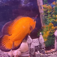 اسکار پرتقالی