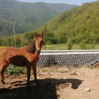 اسب کره نریون خزری