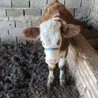 گوساله ماده|حیوانات مزرعه|نگین شهر, |دیوار