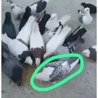 جفط بلژیکی