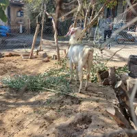 نر بز سانن|حیوانات مزرعه|گیلوان, |دیوار