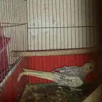 یک عروس هلندی پروانه ای تقریبا ۶ماهه