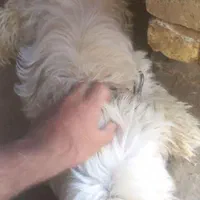 گمشده