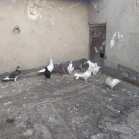 کبوتر سالم خاطر جمع