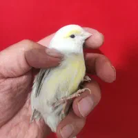 قناری اوپال ماده|پرنده|شیراز, تندگویان|دیوار