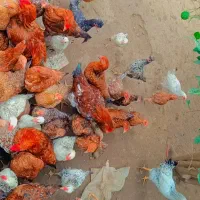 فروش مرغ خروس بصورت یکجا