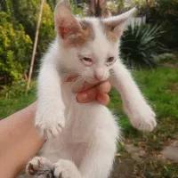 واگذاری ۳ بچه گربه|گربه|لشت نشا, |دیوار