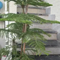 کاج مطبق و کاج سوزنی