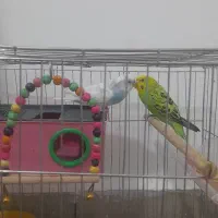 مرغ عشق تخم گزار|پرنده|فولادشهر, مسکن مهر فولادشهر|دیوار