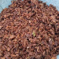 کشمش آفتابی شهدار و خشک