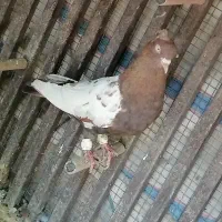 کفتر یا کبوتر سینه تافته ای معاوضه