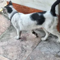 گربه نر پیدا شده با قلاده|حیوانات|رشت, معلم|دیوار